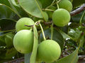 Tamanu fruits