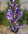 Lavande officinale