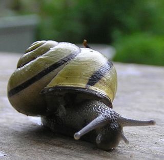 Escargot