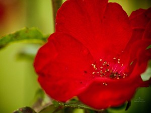 Nadine photo saint valentin coquelicot