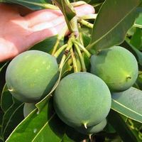 Tamanu-fruit