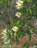 Niaouli fleur feuilles et branches copie