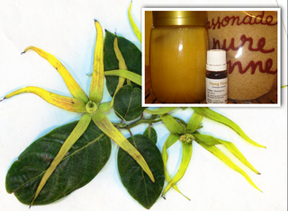 Ylang-Ylang-fleur