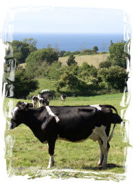 Les paniers normands vaches