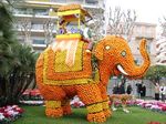 Fete citron 1