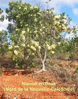 NIAOULI_en_fleur_(Nord_de_la_Calédonie)2