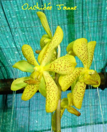 ORCHIDEE JAUNE