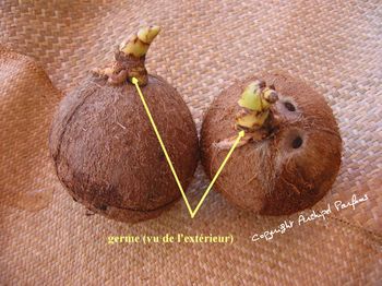 Cocos_germés de l'extérieur