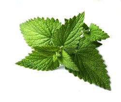 Feuille de menthe fotolia