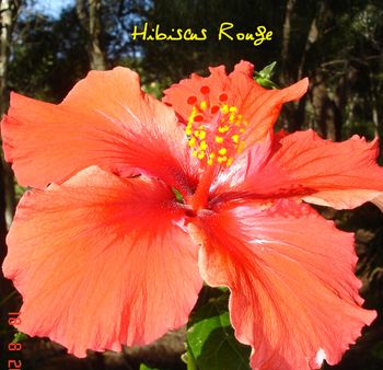 HIBISCUS ROUGE