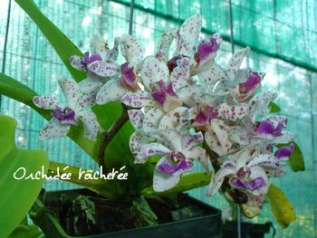 ORCHIDEE TACHETEE