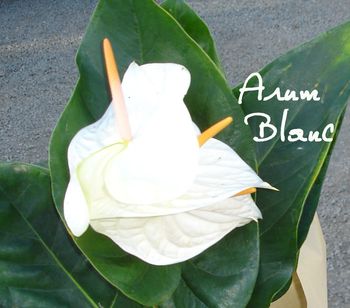 ARUM BLANC