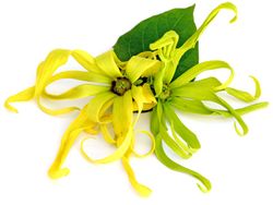 Fleur d'ylang ylang