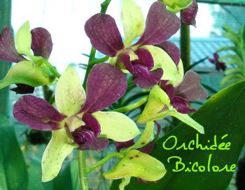 ORCHIDEE BICOLORE